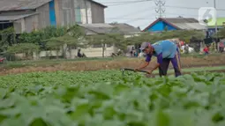 Aktivitas petani sayuran di Jalan Irigasi, Neglasari, Kota Tangerang, Senin (11/7/2022). Para petani sayuran di tempat tersebut menanam sayuran bayam dan caisim yang nantinya akan dijual di Pasar tradisional di Kota Tangerang. (Liputan6 com/Angga Yuniar)