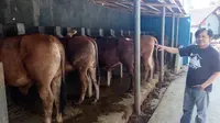 Deretan sapi siap potong untuk hewan kurban di Garut (Liputan6.com/Jayadi Supriadin)