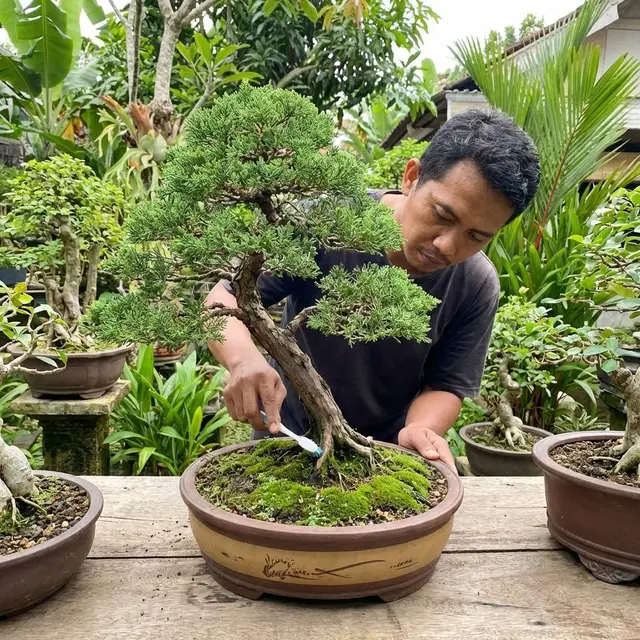Cara Merawat Bonsai Cemara