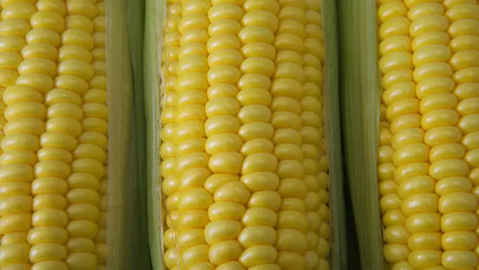 Tips Sederhana Membuat Jagung Rebus Tetap Manis, Langsung dari Ahlinya