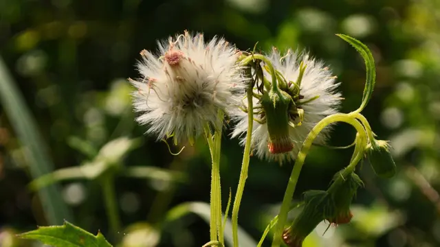 Daun Sintrong (Wikimedia Commons)