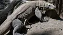Komodo diperkirakan telah hidup sejak 40-25 juta tahun yang lalu.  Komodo dapat ditemukan di   Pulau Komodo dan pulau-pulau kecil di sekitarnya di Provinsi Nusa Tenggara Timur. (AFP Photo/   Juni Kriswanto)