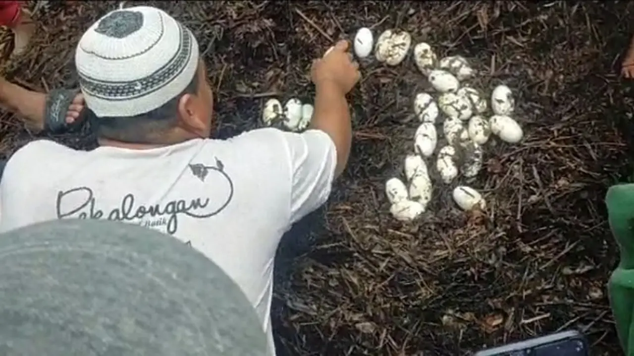 Warga menemukan telur buaya di perkebunan setelah mengevakuasi induk buaya.