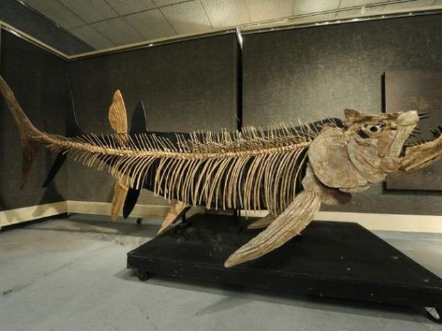 Predator Terbesar dalam Sejarah, Fosil Ikan Berusia 70 Juta Tahun Ditemukan  di Argentina - Global Liputan6.com