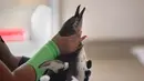 Penguin Afrika merupakan hewan tropis. Memiliki tinggi hingga 20 centimeter dan berat antara 4,4-11 pon, Penguin Afrika menjadi yang paling kecil di antara hewan sejenis. Penguin Afrika juga memiliki ciri memiliki khas, yakni kelenjar merah muda di atas mata. Kelenjar ini berfungsi membantu tubuh mengatasi suhu tinggi. (RODGER BOSCH/AFP)