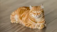 9 Tanaman Teras yang Tidak Disukai Kucing untuk Digali, Teras Aman dari Gangguan Anabul