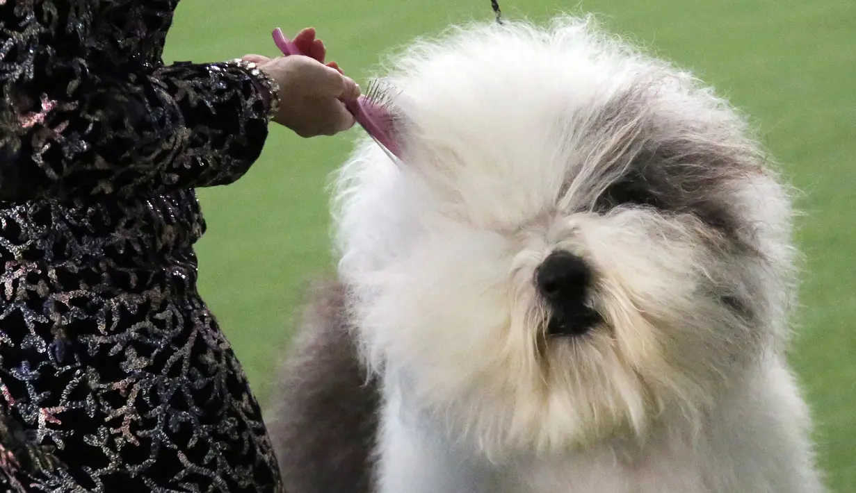 Pemilik menyikat bulu anjing gembala Old English miliknya bernama Let It Go Blu Mtn pada acara Best of Breed selama pertunjukan anjing Westminster Kennel Club di New York, Senin (11/2). (AP Photo/Wong Maye-E)