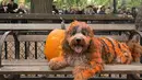 Seekor anjing bernama Sampson yang bulunya diwarnai dengan cat oranye selama mengikuti Parade anjing Halloween di New York, USA, Sabtu (24/10/2015). Acara ini diadakan setiap tahunnya di Tompkins Square. (REUTERS/Keith Stephanie)