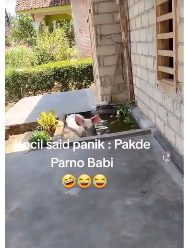 Viral Babi Main Comberan di Depan Rumah Warga, Bikin Heboh Tetangga