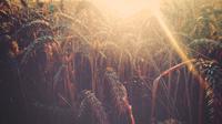Ilustrasi sinar matahari, kebijaksanaan, inspirasi, motivasi. (Photo by jötâkå on Unsplash)