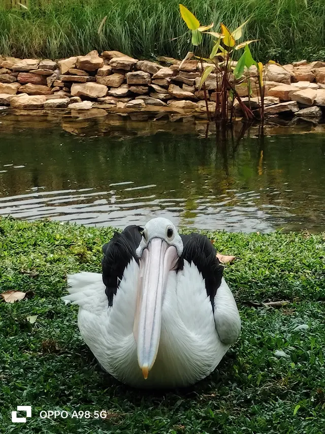 Hasil foto dengan Oppo A98 5G (Liputan6.com/Giovani Dio Prasasti)