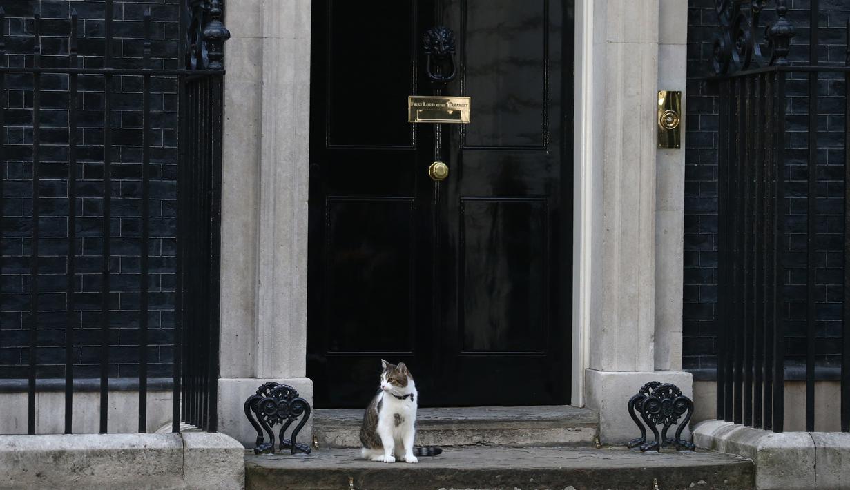 Larry, kucing yang menjabat sebagai "Kepala Pemburu Tikus"  duduk di luar kantor PM Inggris, Downing Street 10 di London, Rabu (13/7). Meski David Cameron mundur sebagai PM Inggris, Larry tetap tinggal bersama PM baru, Theresa May. (JUSTIN Tallis/AFP)
