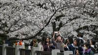 Turis asing dan warga lokal Tokyo, Jepang, berebut momen untuk mendapatkan foto terbaik di musim sakura. (dok. Richard A. Brooks / AFP)