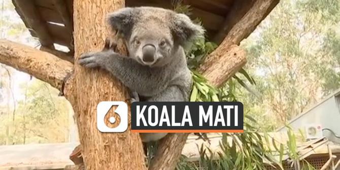 VIDEO: Ratusan Koala Mati karena Kebakaran di Australia