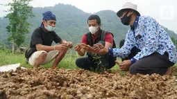 Petani binaan YDBA Asrip (kiri) menunjukkan kualitas hasil panen perdana jahe merah kepada Staf Departemen Training & Mentoring YDBA, Rama Pradipta (tengah) di Desa Hariang, Lebak, Banten (20/20/2021). (Liputan6.com/HO/YDBA)