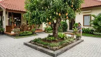 7 Pohon Buah yang Akarnya Tidak Merusak Paving Halaman Rumah, Cocok untuk Lahan Sempit