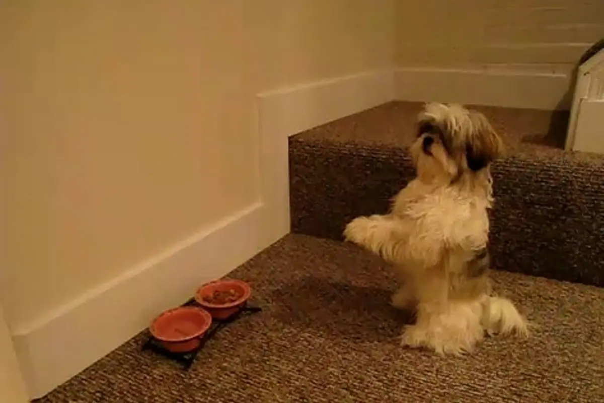 Tahu Cara Bersyukur, 4 Anjing Ini Berdoa Sebelum Makan
