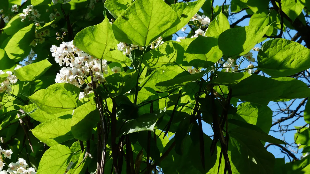 Ilustrasi Daun Kacang Panjang (Foto: Hans-2/pixabay.com)