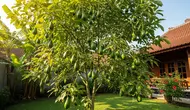 7 Pohon Buah yang Jarang Diserang Lalat Buah, Hasil Panen Lebih Optimal