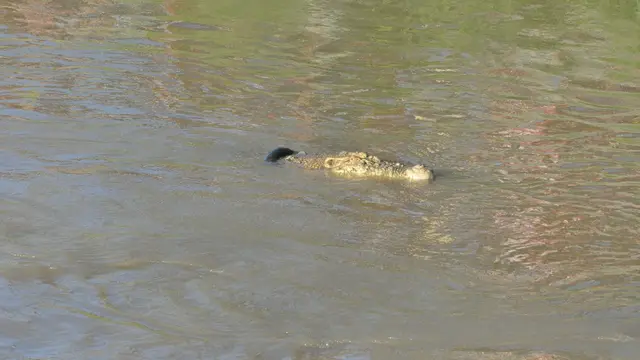 Penampakan buaya berkalung ban di muara sungai saat akan ditangkap petugas, Kamis (6/2/2020). (Foto: Liputan6.com/Heri Susanto)