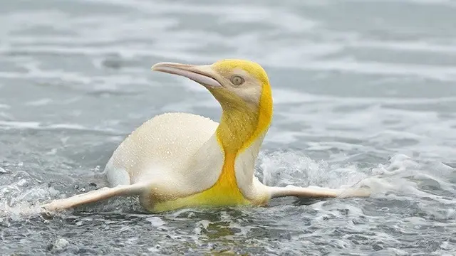 Penemuan Penguin Kuning Langka Ini Berhasil Diabadikan, Hanya 1 Banding 146.000