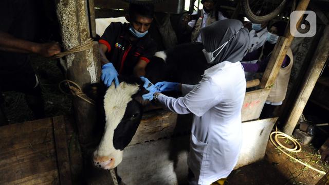 FOTO: Vaksinasi PMK untuk Hewan Ternak di Bogor