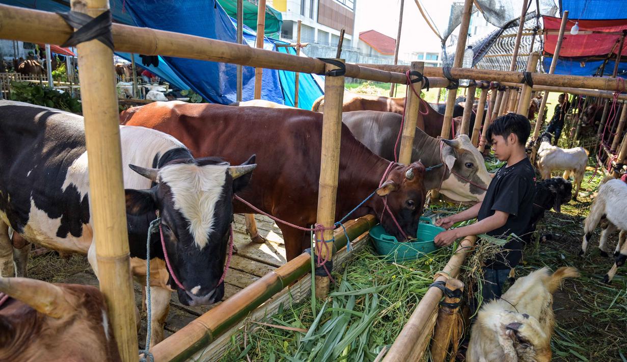 Seorang pedagang ternak memberi makan sapi di pasar ternak menjelang Idul Adha atau hari raya kurban bagi umat Muslim, di Surabaya, Jawa Timur, pada Rabu 20 Mei 2026. (JUNI KRISWANTO/AFP)