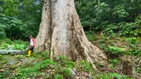 Sebuah pohon berukuran raksasa yang tumbuh di Kabupaten Agam, Sumatera Barat. (Liputan6.com/ BKSDA Sumbar)