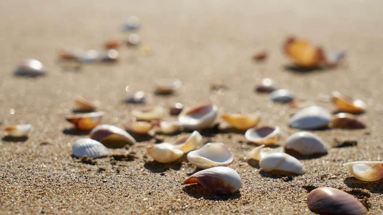 Ilustrasi kerang | Engin Akyurt dari Pexels