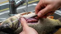 7 Cara Menghilangkan Bau Tanah pada Ikan, Rahasia Dapur untuk Hidangan Lezat