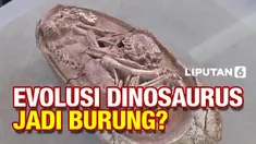 Sebuah studi baru yang meneliti embrio dari fosil telur dinosaurus memberikan bukti lebih lanjut dalam mendukung gagasan bahwa burung modern berevolusi dari dinosaurus.