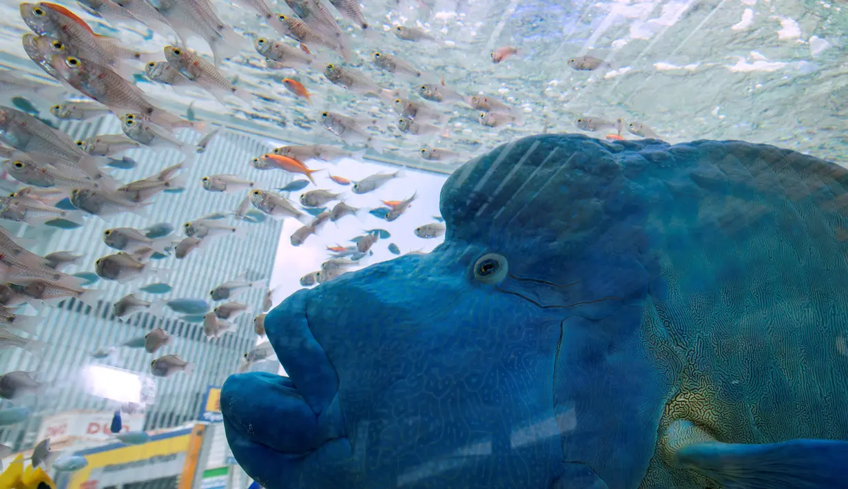Ikan Napoleon bersama ikan air asin tropis lainnya berenang di dalam akuarium besar saat pameran Sony Aquarium 2017 di Tokyo (31/7). Ikan Napoleon ini menjadi daya tarik karena warna dan punuk yang menonjol didahinya. (AFP Photo/Akuhiro Nogi)