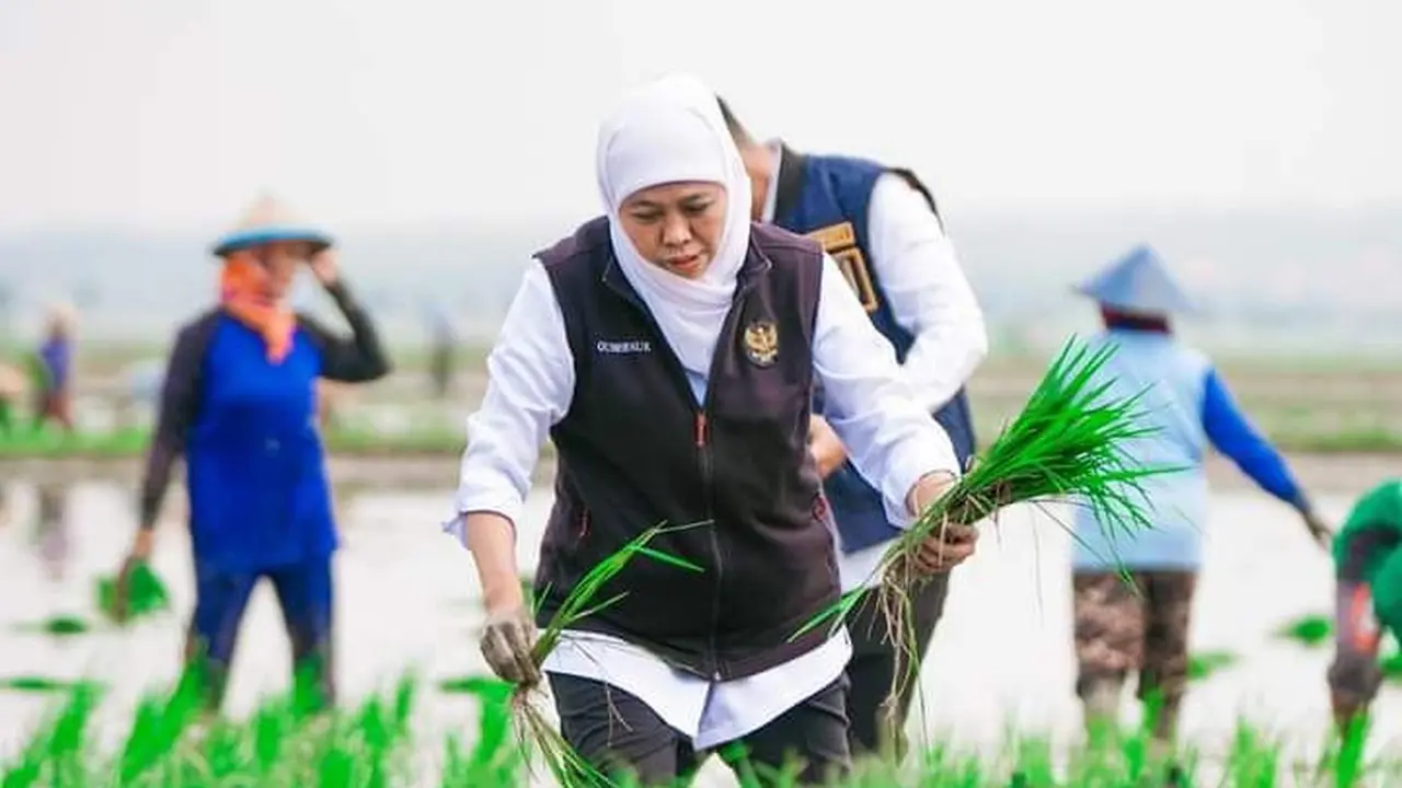 Jawa Timur Sumbang 25% Lahan Tanam Padi Nasional, Gubernur Khofifah: Komitmen Wujudkan Kedaulatan Pangan