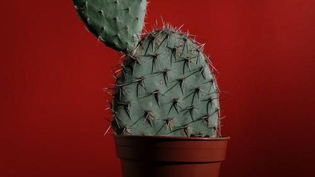 Ilustrasi tanaman kaktus