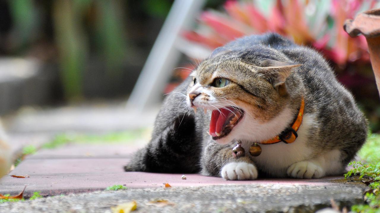 7 Cara Atasi Stres pada Kucing Peliharaan Anda, Sudah Pernah Mencobanya?