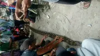 Warga tangkap ular sawah di indragiri Hulu (Liputan6.com / M. Syukur)