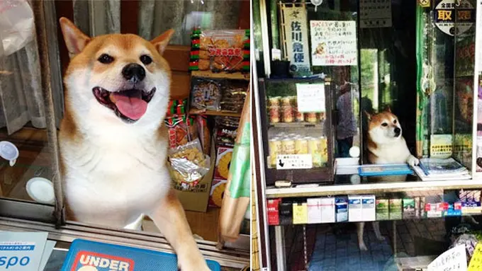 Foto: copyright rocketnews24.com