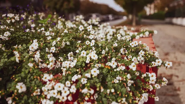 Bacopa