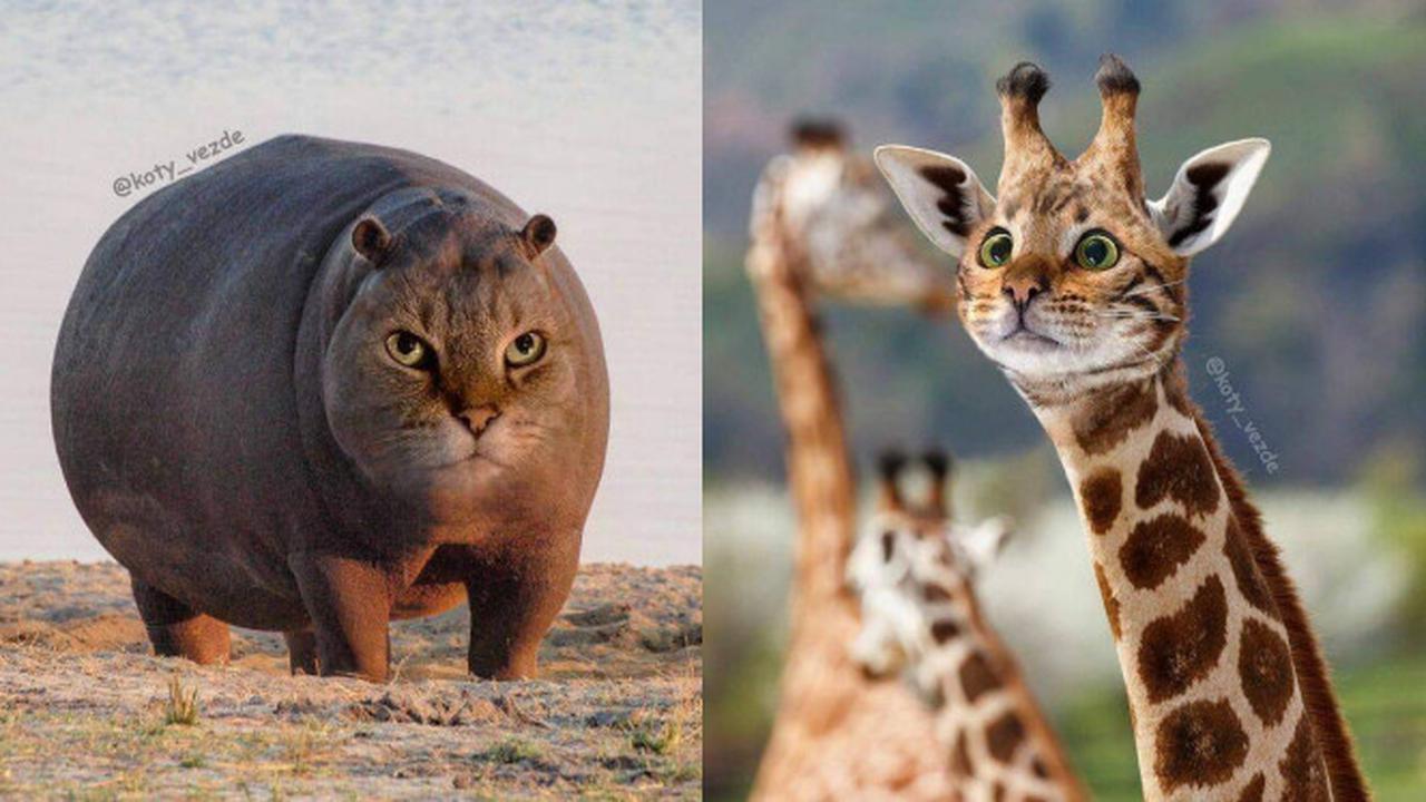 Viral Transformasi Hewan Jika Berwajah Kucing, Bikin Gemas