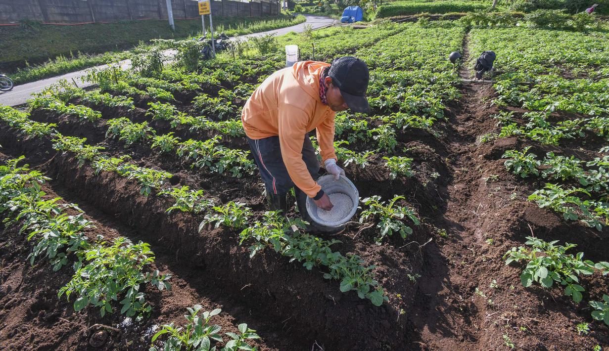Petani melakukan pemupukan tanaman kentang di kawasan dataran tinggi Dieng, Batur, Banjarnegara, Jawa Tengah, Minggu (2/11/2025). Kenyataan ini diterima petani justru di tengah turunnya harga pupuk bersubsidi sebesar 20 persen. (merdeka.com/Arie Basuki)