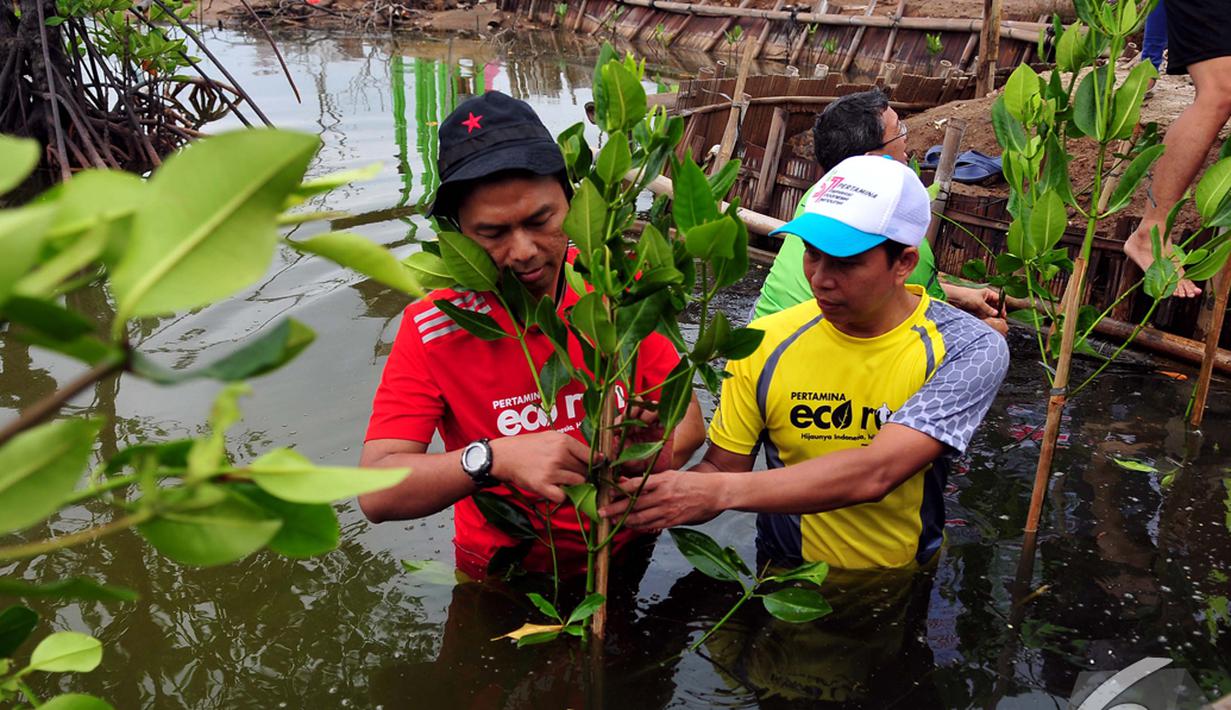 Sejumlah relawan Pertamina Sobat Bumi melakukan penanaman mangrove di Desa Muara Ujung, Tangerang, Banten, Minggu (7/12/2014). (Liputan6.com/Johan Tallo)