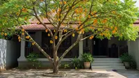 7 Pohon Buah Peneduh Rumah yang Akarnya Tidak Merusak Pondasi, Daun Rimbun, &amp; Buah Tak Merusak Atap