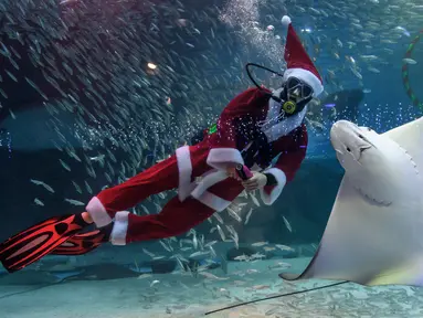 Seorang penyelam berpakaian Sinterklas bermain bersama ikan pari saat tampil dalam pertunjukan bawah laut bertema Natal di Akuarium COEX, Seoul, Korea Selatan, Jumat (7/12). (Ed JONES/AFP)