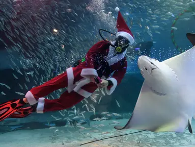 Seorang penyelam berpakaian Sinterklas bermain bersama ikan pari saat tampil dalam pertunjukan bawah laut bertema Natal di Akuarium COEX, Seoul, Korea Selatan, Jumat (7/12). (Ed JONES/AFP)