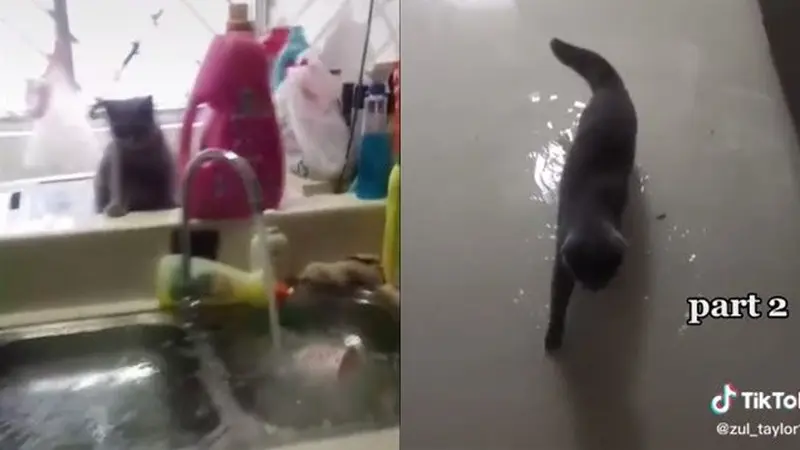 Viral, Aksi Usil Kucing Nyalakan Keran Wastafel hingga Rumah Banjir