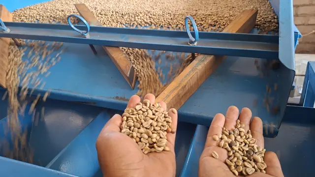 Dalam rangka memperingati Hari Kopi Sedunia pada 2 Oktober 2025, puluhan petani di Kintamani, Bangli, Bali, mendapat pembinaan berupa pelatihan untuk menjaga keberlangsungan pertanian kopi arabika.