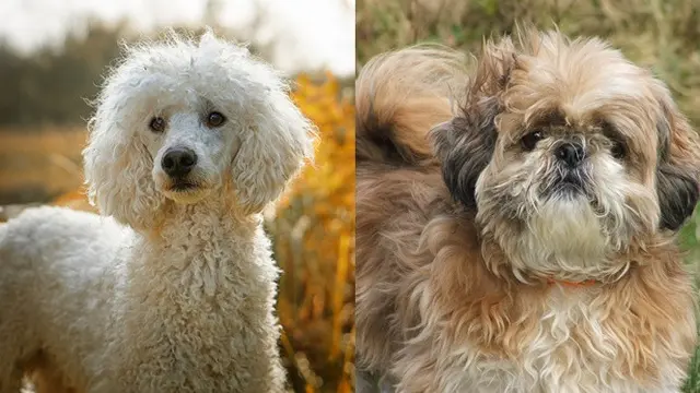 Poodle dan Shih Tzu