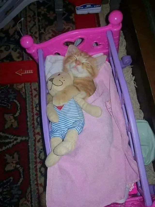 6 Potret Kucing Nyeleneh Gayanya Bak Seorang Bayi Ini Bikin Gemas
