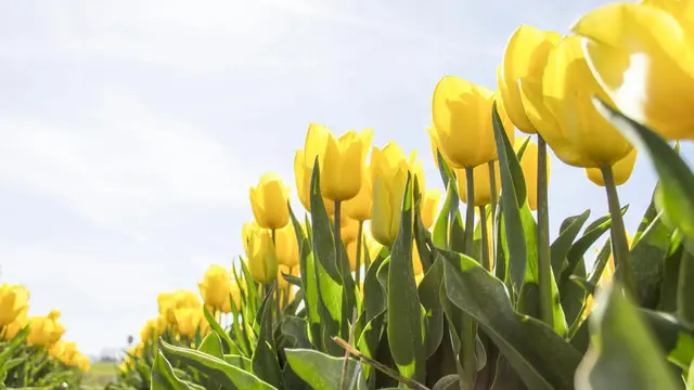 Spring