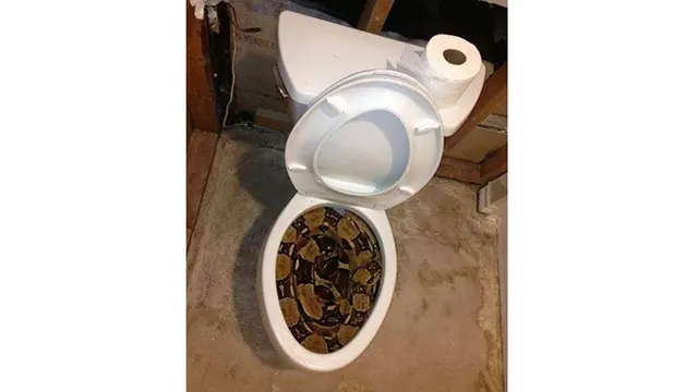 7 Bukti Australia Dihuni Reptil-reptil Mengerikan